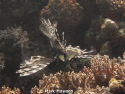 Hunter on the prowl.   Pterios, Lion fish. Late afternoon... by Mark Mawson 